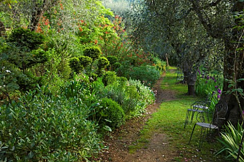 VILLA_FORT_FRANCE__GRASSE__FRANCE_WOODLAND_WITH_CHAIRS__CLIPPED_TOPIARY__OLIVES_AND_SALVIA_GESNERIFL