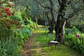 VILLA FORT FRANCE  GRASSE  FRANCE: WOODLAND WITH CHAIRS  CLIPPED TOPIARY  OLIVES AND SALVIA GESNERIFLORA