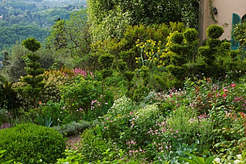 VILLA_FORT_FRANCE__GRASSE__FRANCE_THE_BACK_GARDEN_WITH_CLIPPED_TOPIARY