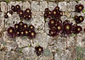 VILLA FORT FRANCE  GRASSE  FRANCE: AEONIUMS IN THE WALL BESIDE THE SWIMMING POOL