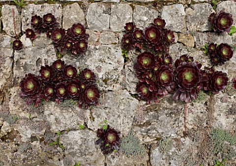 VILLA_FORT_FRANCE__GRASSE__FRANCE_AEONIUMS_IN_THE_WALL_BESIDE_THE_SWIMMING_POOL
