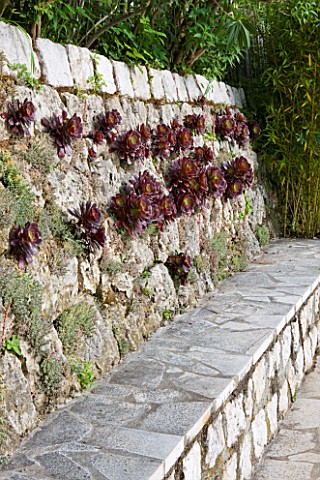 VILLA_FORT_FRANCE__GRASSE__FRANCE_AEONIUMS_IN_THE_WALL_BESIDE_THE_SWIMMING_POOL