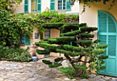 VILLA FORT FRANCE  GRASSE  FRANCE: THE VILLA WITH TERRACE AND CLOUD PRUNED TOPIARY