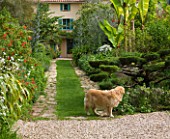 VILLA FORT FRANCE  GRASSE  FRANCE: THE FRONT GARDEN WITH DOG  GRASS PATH AND BANANAS - VILLA IN BACKGROUND