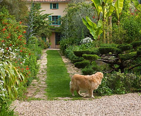 VILLA_FORT_FRANCE__GRASSE__FRANCE_THE_FRONT_GARDEN_WITH_DOG__GRASS_PATH_AND_BANANAS__VILLA_IN_BACKGR