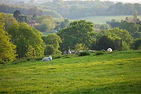 DODDINGTON_PLACE_GARDENS__KENT_SHEEP_IN_THE_PARK_WITH_VIEW_OF_HILLS_BEYOND