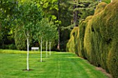 DODDINGTON PLACE GARDENS  KENT: SPRING - YEW HEDGES AND AVENUE OF BETULA GRAYSWOOD GHOST