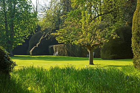 DODDINGTON_PLACE_GARDENS__KENT_MASSIVE_CLIPPED_YEW_HEDGES_IN_SPRING