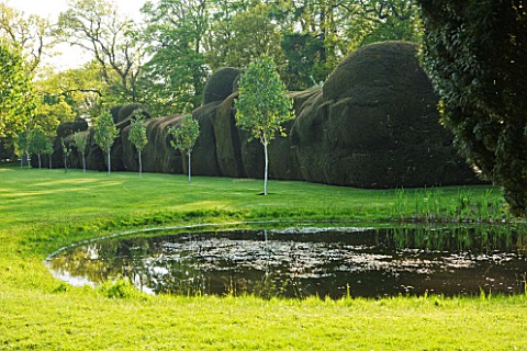 DODDINGTON_PLACE_GARDENS__KENT_POND_AND_CLIPPED_YEW_HEDGES_WITH_BETULA_GRAYSWOOD_GHOST