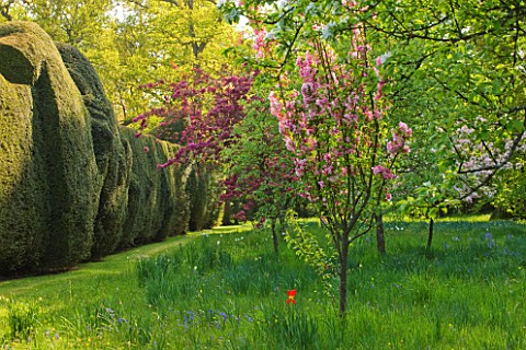 DODDINGTON_PLACE_GARDENS__KENT_MASSIVE_CLIPPED_YEW_HEDGES_IN_SPRING_WITH_MEADOW_AND_CHERRY_TREES