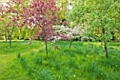 DODDINGTON PLACE GARDENS  KENT: CHERRY AND APPLE TREES IN BLOSSOM IN THE SPRING GARDEN