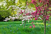 DODDINGTON PLACE GARDENS  KENT: CHERRY AND APPLE TREES IN BLOSSOM IN THE SPRING GARDEN