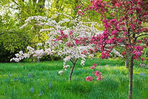 DODDINGTON_PLACE_GARDENS__KENT_CHERRY_AND_APPLE_TREES_IN_BLOSSOM_IN_THE_SPRING_GARDEN