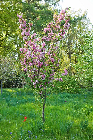 DODDINGTON_PLACE_GARDENS__KENT_CHERRY_AND_APPLE_TREES_IN_BLOSSOM_IN_THE_SPRING_GARDEN