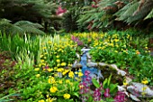 TREBAH GARDEN  CORNWALL: THE WATER GARDEN FLOWING DOWN THE VALLEY WITH CANDELABRA PRIMULAS IN SPRING