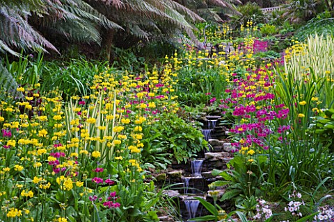 TREBAH_GARDEN__CORNWALL_THE_WATER_GARDEN_FLOWING_DOWN_THE_VALLEY_WITH_CANDELABRA_PRIMULAS_IN_SPRING