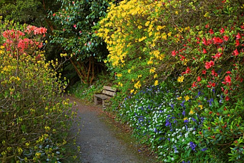 TREBAH_GARDEN__CORNWALL_WOODLAND_WALK_WITH_WOODEN_BENCH_AND_RHODODENDRON_LUTEUM