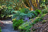 TREBAH GARDEN  CORNWALL: TREE FERNS AND BLUEBELLS IN THE WOODLAND