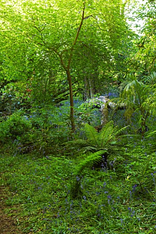 TREMENHEERE_SCULPTURE_GARDENS__CORNWALL_WOODLAND_WITH_BLUEBELLS_AND_TREE_FERNS