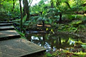 TREMENHEERE SCULPTURE GARDENS  CORNWALL: WOODEN DECKING WALKWAY THROUGH THE WOODLAND WITH TREE FERNS AND POND