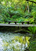 TREMENHEERE SCULPTURE GARDENS  CORNWALL: WOODEN DECKING WALKWAY WITH WOODEN BENCHES/ SEATS THROUGH THE WOODLAND WITH TREE FERNS AND POND