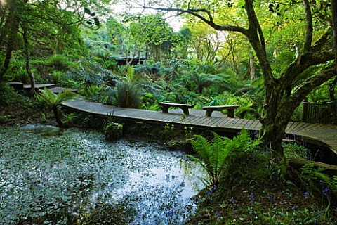 TREMENHEERE_SCULPTURE_GARDENS__CORNWALL_PONDS_WITH_TREE_FERNS_AND_WOODEN_WALKWAY_WITH_WOODEN_BENCHES
