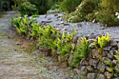 TREMENHEERE SCULPTURE GARDENS  CORNWALL: STONE WALL WITH FERNS IN THE HOT  DRY GARDEN