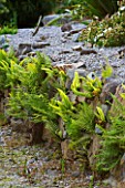 TREMENHEERE SCULPTURE GARDENS  CORNWALL: STONE WALL WITH FERNS IN THE HOT  DRY GARDEN