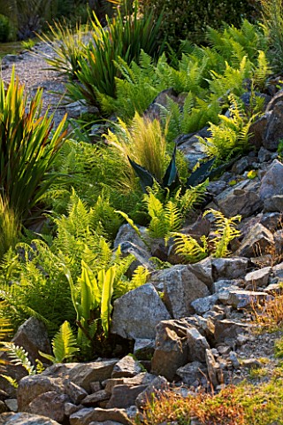 TREMENHEERE_SCULPTURE_GARDENS__CORNWALL_FERNS_AND_AGAVES_GROWING_IN_ROCKS_IN_THE_HOT__ARID_GARDEN