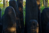 TREMENHEERE SCULPTURE GARDENS  CORNWALL: BLACK MOUND BY DAVID NASH - CHARRED OAK SHAPES IN SCULPTED HUDDLE IN WOODLAND WITH BLUEBELLS