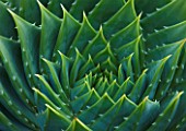 TREMENHEERE SCULPTURE GARDENS  CORNWALL: CLOSE UP ON PATTERN OF AGAVE POLYPHYLLA