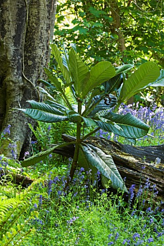 TREMENHEERE_SCULPTURE_GARDENS__CORNWALL_WOODLAND_WITH_YOUNG_PLANT_OF_RHODODENDRON_SINOGRANDE