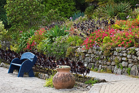 TRESCO_ABBEY_GARDEN__TRESCO___ISLES_OF_SCILLY_TERRACOTTA_CONTAINER___BLUE_BENCH_AND_AEONIUMS_IN_THE_
