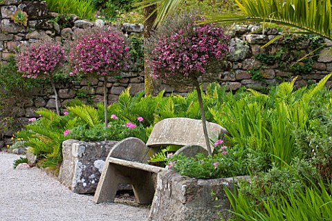 TRESCO_ABBEY_GARDEN__TRESCO___ISLES_OF_SCILLY_THE_OLD_ABBEY__WOODEN_BENCH_AND_STANDARDS_OF_LEPTOSPER