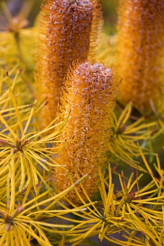 TRESCO_ABBEY_GARDEN__TRESCO___ISLES_OF_SCILLY__FLOWERS_OF_BANKSIA_SPINULOSA_VAR_SPINULOSA__HILL_BANK