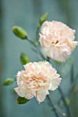 THE ISLES OF SCILLY: SCILLY FLOWERS - CARNATION - DIANTHUS DEVON CREAM