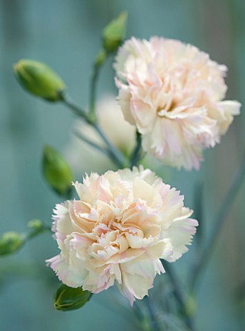 THE_ISLES_OF_SCILLY_SCILLY_FLOWERS__CARNATION__DIANTHUS_DEVON_CREAM