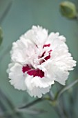 THE ISLES OF SCILLY: SCILLY FLOWERS - CARNATION - DIANTHUS BRIGHT EYES