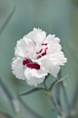 THE ISLES OF SCILLY: SCILLY FLOWERS - CARNATION - DIANTHUS BRIGHT EYES