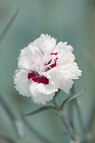 THE_ISLES_OF_SCILLY_SCILLY_FLOWERS__CARNATION__DIANTHUS_BRIGHT_EYES