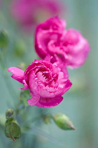 THE_ISLES_OF_SCILLY_SCILLY_FLOWERS__CARNATION__DIANTHUS_LILY_THE_PINK
