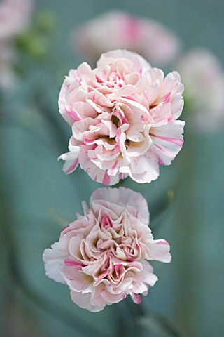 THE_ISLES_OF_SCILLY_SCILLY_FLOWERS__CARNATION__DIANTHUS_BAILEYS_CELEBRATION