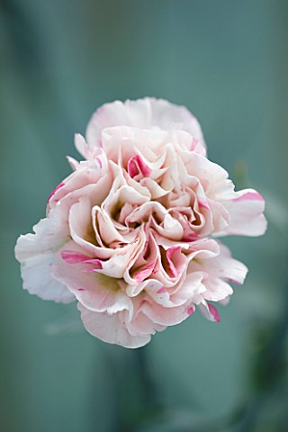 THE_ISLES_OF_SCILLY_SCILLY_FLOWERS__CARNATION__DIANTHUS_BAILEYS_CELEBRATION