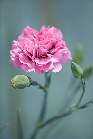 THE_ISLES_OF_SCILLY_SCILLY_FLOWERS__CARNATION__DIANTHUS_ROSE_MONICA_WYATT