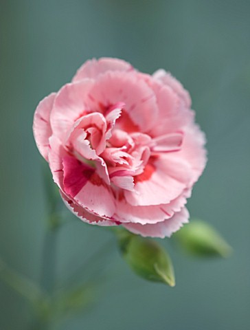 THE_ISLES_OF_SCILLY_SCILLY_FLOWERS__CARNATION__DIANTHUS_DORIS