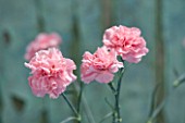 THE ISLES OF SCILLY: SCILLY FLOWERS - CARNATION - DIANTHUS DORIS