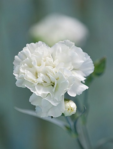 THE_ISLES_OF_SCILLY_SCILLY_FLOWERS__CARNATION__DIANTHUS_DEVON_DOVE