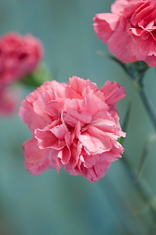 THE_ISLES_OF_SCILLY_SCILLY_FLOWERS__CARNATION__DIANTHUS_CARMINE_LETITIA