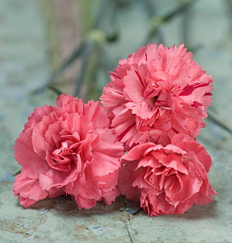 THE_ISLES_OF_SCILLY_SCILLY_FLOWERS__CARNATION__DIANTHUS_CARMINE_LETITIA