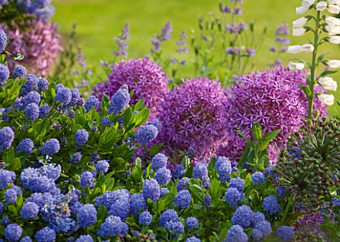 GLYNDEBOURNE_EAST_SUSSEX_BORDER_BESIDE_THE_LAWN_WITH_CEANOTHUS_AND_ALLIUM